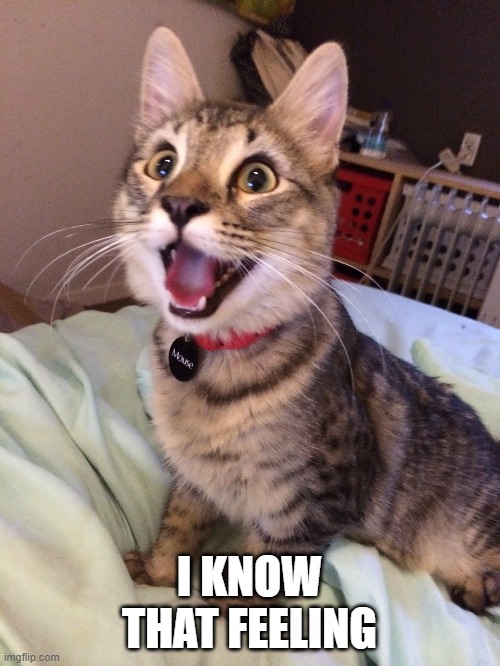 Excited Cat | I KNOW THAT FEELING | image tagged in excited cat | made w/ Imgflip meme maker
