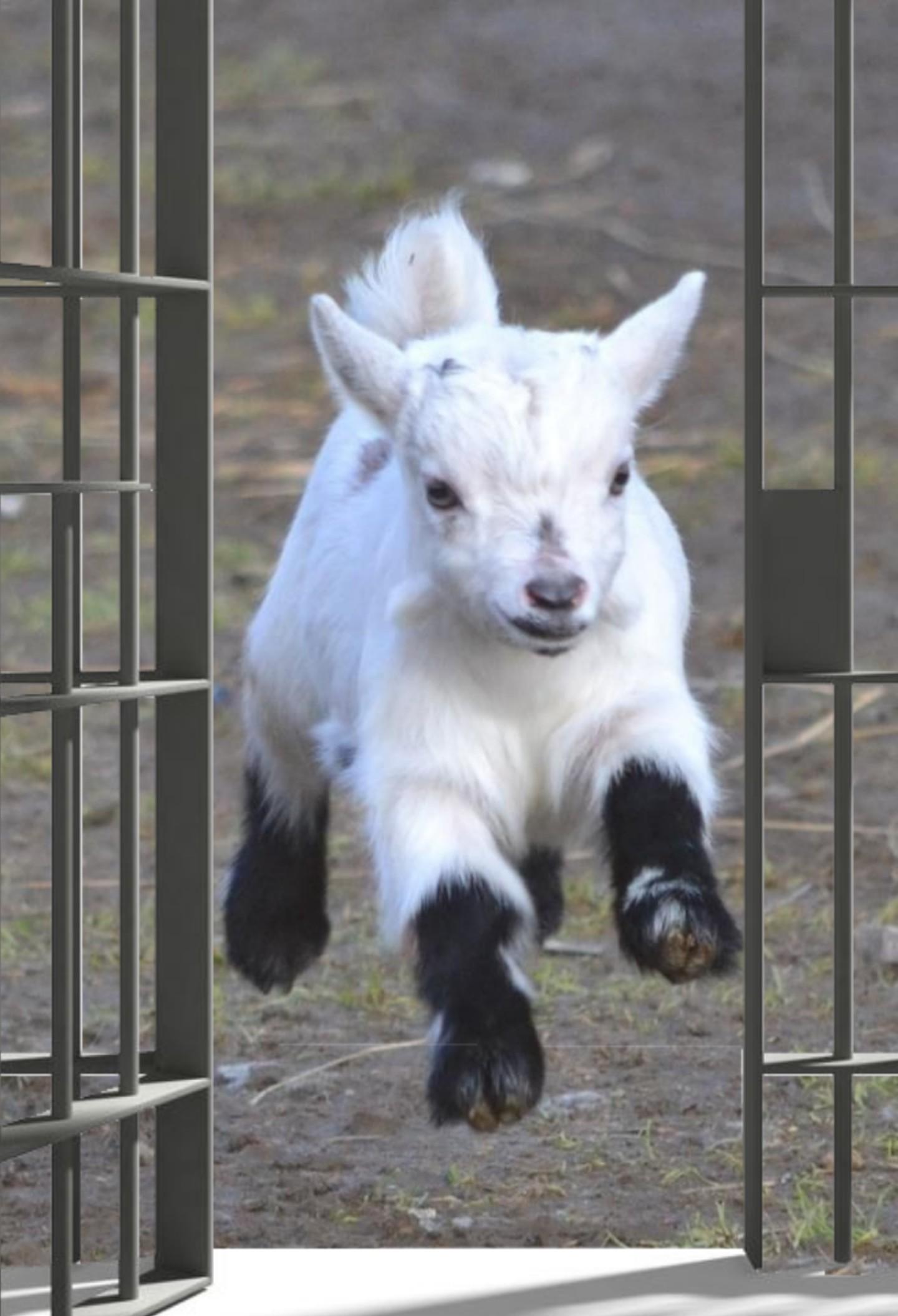 Escape goat Blank Meme Template