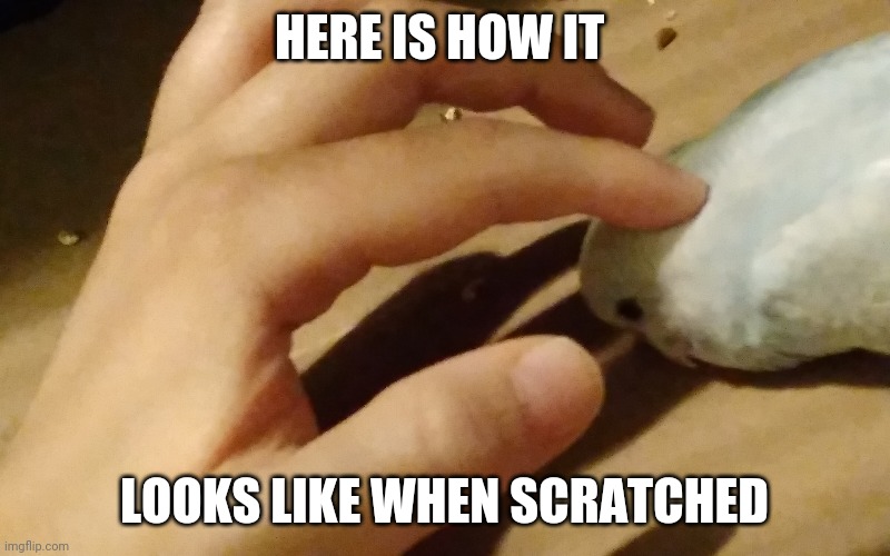 scratches | HERE IS HOW IT; LOOKS LIKE WHEN SCRATCHED | image tagged in budgies,fun | made w/ Imgflip meme maker