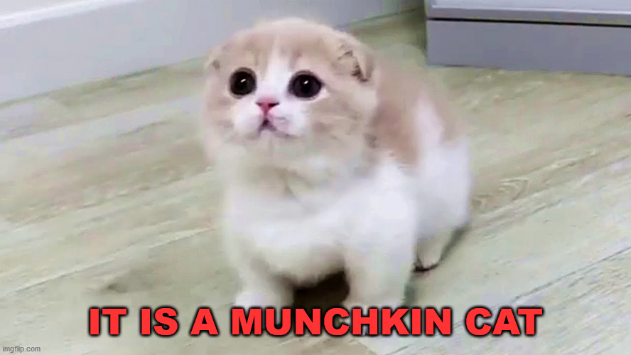 Begging munchie | IT IS A MUNCHKIN CAT | image tagged in begging munchie | made w/ Imgflip meme maker