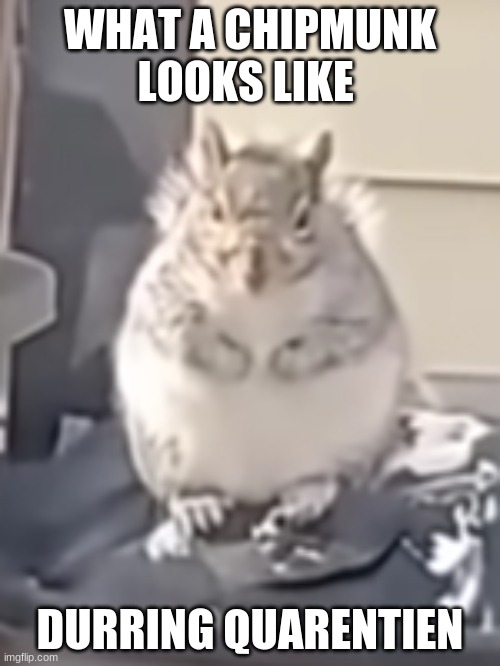 What are... | WHAT A CHIPMUNK LOOKS LIKE; DURING QUARANTINE | image tagged in animals | made w/ Imgflip meme maker