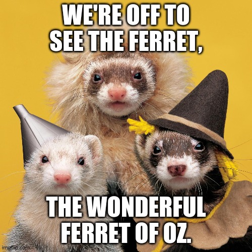 WE'RE OFF TO SEE THE FERRET, THE WONDERFUL FERRET OF OZ. | image tagged in the ferrets of oz | made w/ Imgflip meme maker