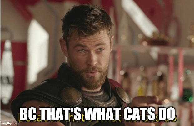 That’s what heroes do | BC THAT'S WHAT CATS DO | image tagged in that s what heroes do | made w/ Imgflip meme maker