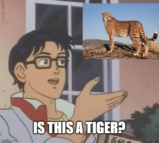Is This A Pigeon Meme | IS THIS A TIGER? | image tagged in memes,is this a pigeon | made w/ Imgflip meme maker