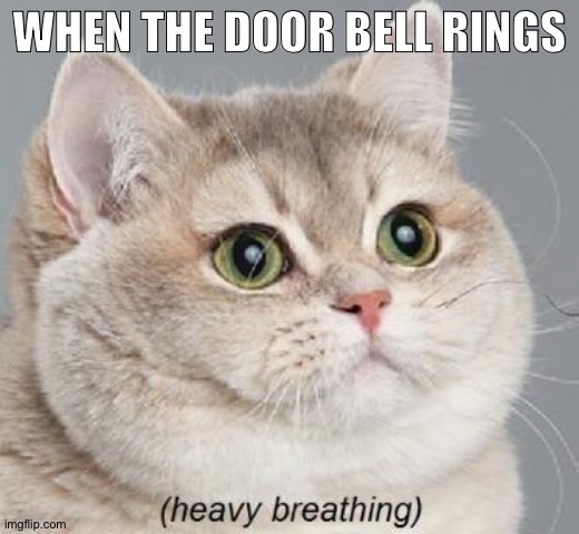 Am I weird | WHEN THE DOOR BELL RINGS | image tagged in memes,heavy breathing cat | made w/ Imgflip meme maker