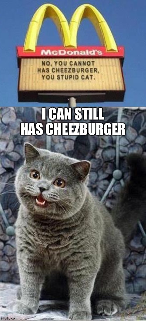 Whaaaaaaat?!?! | I CAN STILL HAS CHEEZBURGER | image tagged in i can has cheezburger cat,memes,funny,cats,you had one job,animals | made w/ Imgflip meme maker