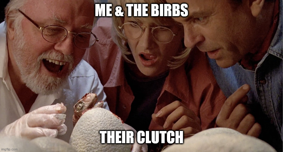 Birbs hatchlings | ME & THE BIRBS; THEIR CLUTCH | image tagged in birbs,birds,bird pets | made w/ Imgflip meme maker