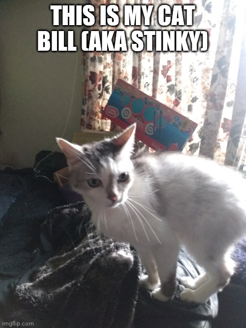 My cat | THIS IS MY CAT BILL (AKA STINKY) | image tagged in cats,cute | made w/ Imgflip meme maker