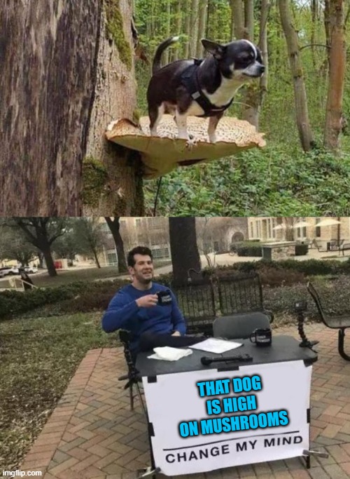 No no...he's got a point... | THAT DOG IS HIGH ON MUSHROOMS | image tagged in memes,change my mind,dogs,funny,animals | made w/ Imgflip meme maker