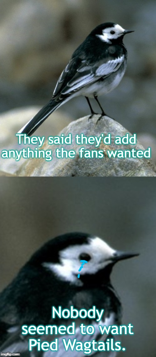 Clinically Depressed Pied Wagtail | They said they'd add anything the fans wanted Nobody seemed to want Pied Wagtails. | image tagged in clinically depressed pied wagtail | made w/ Imgflip meme maker