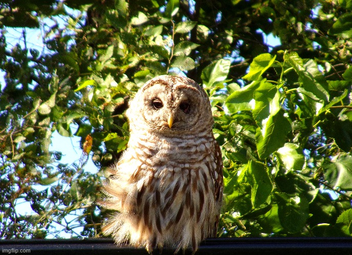 owl in my back yard back in july | image tagged in owl,nikon,kewlew | made w/ Imgflip meme maker