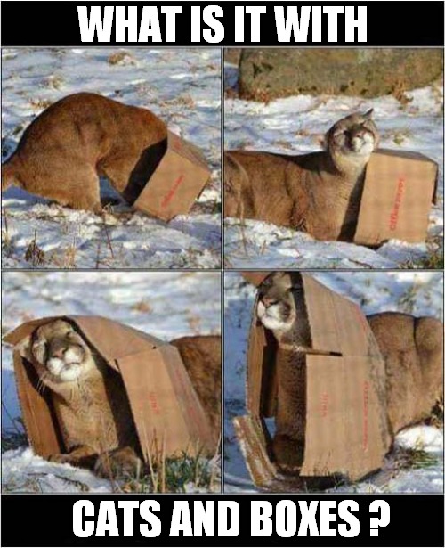It's A Natural Instinct ! | WHAT IS IT WITH; CATS AND BOXES ? | image tagged in cats,boxes,cougar | made w/ Imgflip meme maker