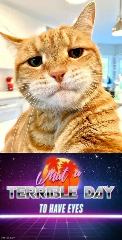 Wow. A Kitty Selfie! | image tagged in what a terrible day to have eyes,cats,memes,grumpy cat,cursed image,animals | made w/ Imgflip meme maker