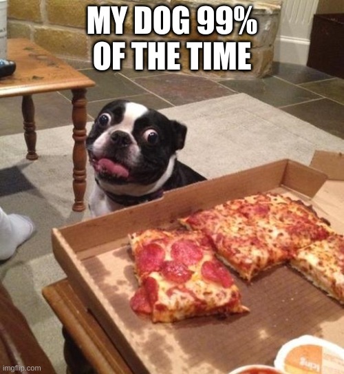 Hungry Pizza Dog |  MY DOG 99% OF THE TIME | image tagged in hungry pizza dog | made w/ Imgflip meme maker