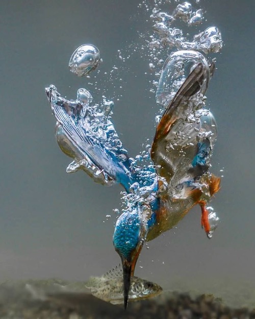 The Moment a Kingfisher Catches a Fish at the Bottom of a River. Photo credit: Tariq La Brijn | image tagged in awesome,pics,photography | made w/ Imgflip meme maker