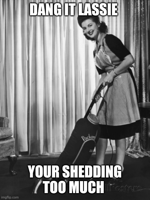 50's Housework | DANG IT LASSIE YOUR SHEDDING TOO MUCH | image tagged in 50's housework | made w/ Imgflip meme maker