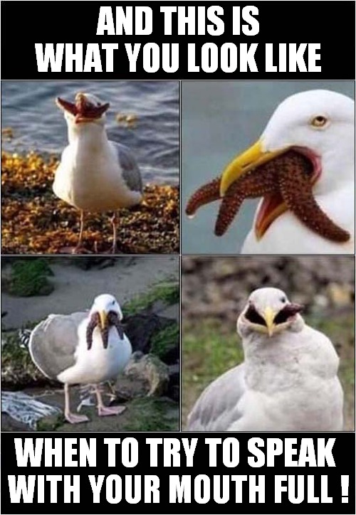 Bad Table Manners ! | AND THIS IS WHAT YOU LOOK LIKE; WHEN TO TRY TO SPEAK; WITH YOUR MOUTH FULL ! | image tagged in fun,bad manner,seagull,frontpage | made w/ Imgflip meme maker
