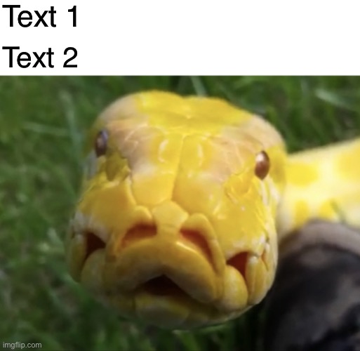 Staring Burmese python | Text 1; Text 2 | image tagged in staring burmese python | made w/ Imgflip meme maker