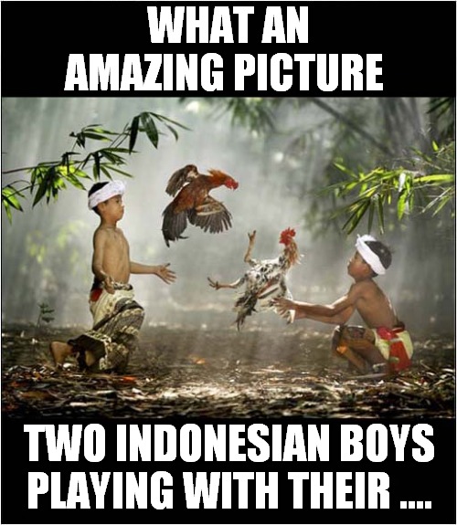 A Rumble In The Jungle ? | WHAT AN AMAZING PICTURE; TWO INDONESIAN BOYS PLAYING WITH THEIR .... | image tagged in fun,double entendres,cockerels | made w/ Imgflip meme maker