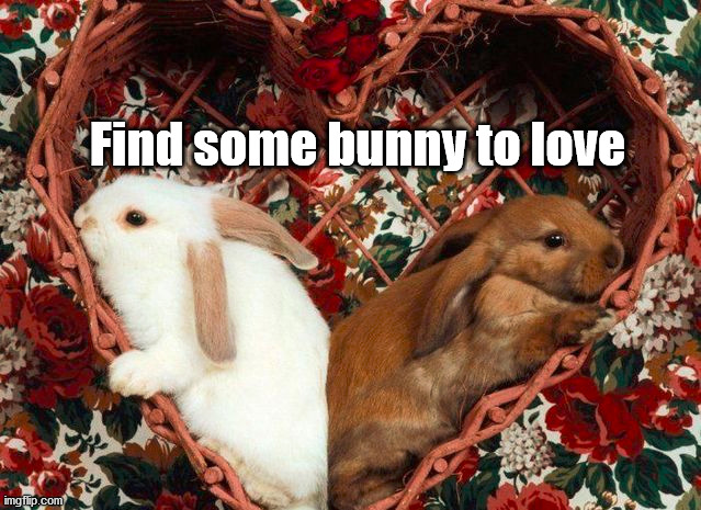 Find some bunny to love | made w/ Imgflip meme maker