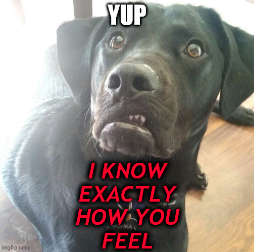 Disgusted dog | YUP I KNOW
EXACTLY
HOW YOU
FEEL | image tagged in disgusted dog | made w/ Imgflip meme maker