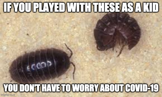 Roly Poly Bug Meme | IF YOU PLAYED WITH THESE AS A KID; YOU DON'T HAVE TO WORRY ABOUT COVID-19 | image tagged in covid-19,coronavirus,pills,bugs | made w/ Imgflip meme maker