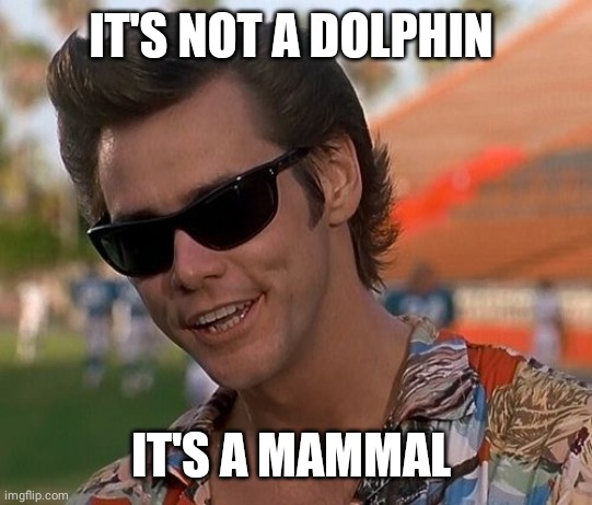 Ace Ventura | IT'S NOT A DOLPHIN IT'S A MAMMAL | image tagged in ace ventura | made w/ Imgflip meme maker