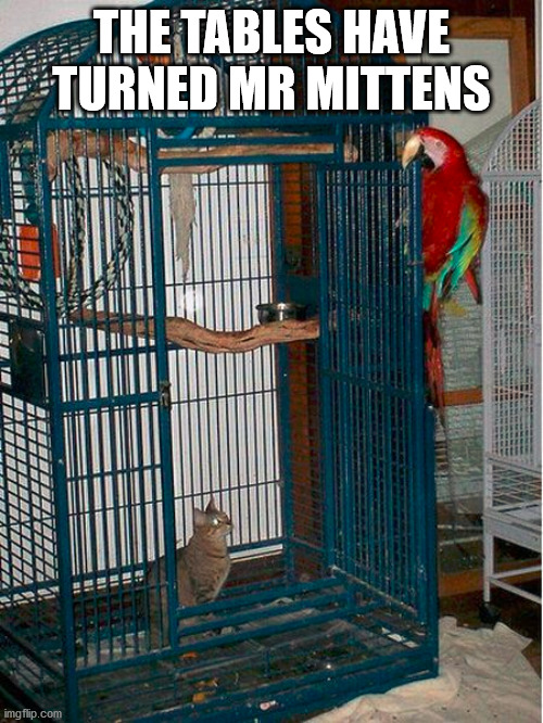 THE TABLES HAVE TURNED MR MITTENS | image tagged in cats | made w/ Imgflip meme maker
