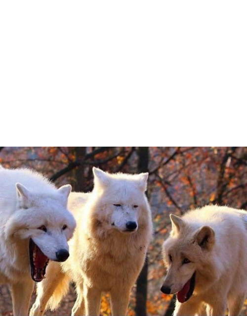 Laughing Wolves Blank Meme Template