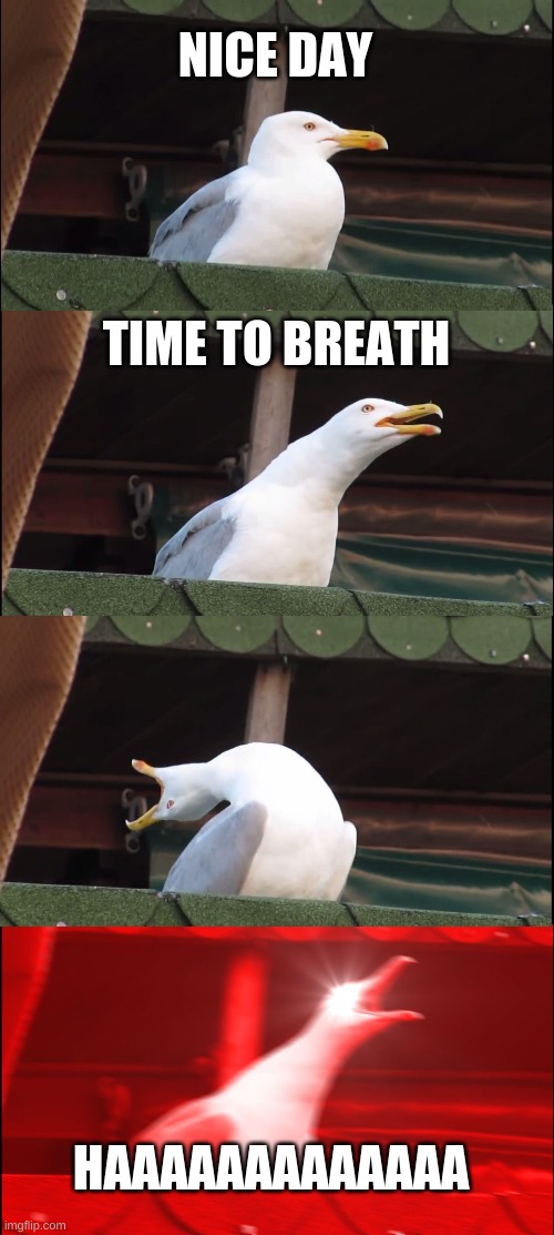 How to breath | NICE DAY; TIME TO BREATH; HAAAAAAAAAAAAA | image tagged in memes,inhaling seagull | made w/ Imgflip meme maker