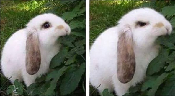 High Quality angry rabbit Blank Meme Template