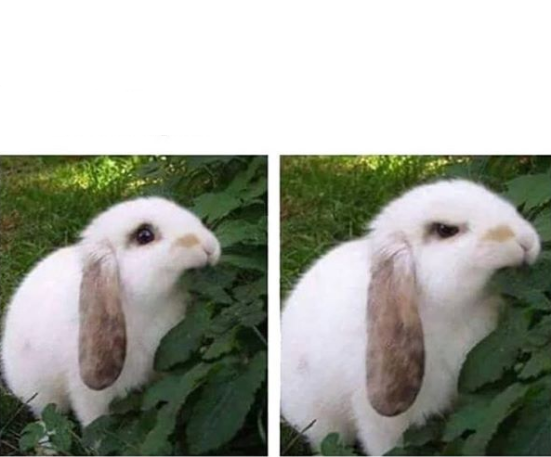 angry rabbit Blank Meme Template