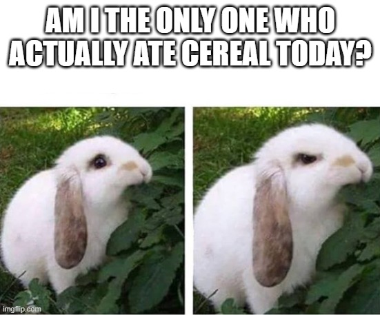 angry rabbit | AM I THE ONLY ONE WHO ACTUALLY ATE CEREAL TODAY? | image tagged in angry rabbit | made w/ Imgflip meme maker