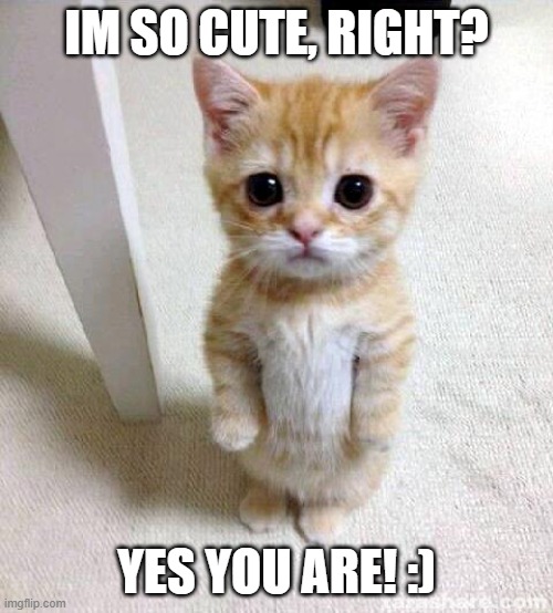 Cute Cat | IM SO CUTE, RIGHT? YES YOU ARE! :) | image tagged in memes,cute cat,kitty | made w/ Imgflip meme maker