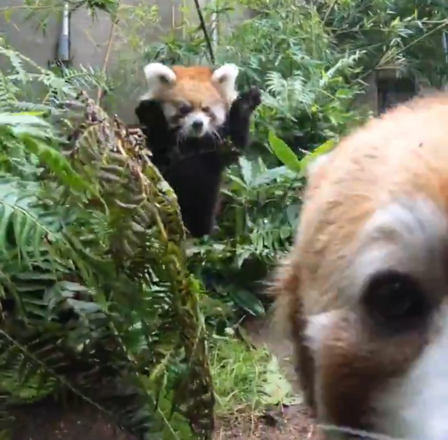 High Quality Red Panda Pounce Blank Meme Template