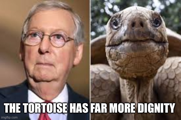Brother from another mother | THE TORTOISE HAS FAR MORE DIGNITY | image tagged in mitch mcconnell,tortoise,trump,republicans,funny,maga | made w/ Imgflip meme maker