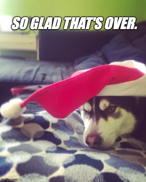 Pomzilla Christmas | SO GLAD THAT'S OVER. | image tagged in pomzilla | made w/ Imgflip meme maker