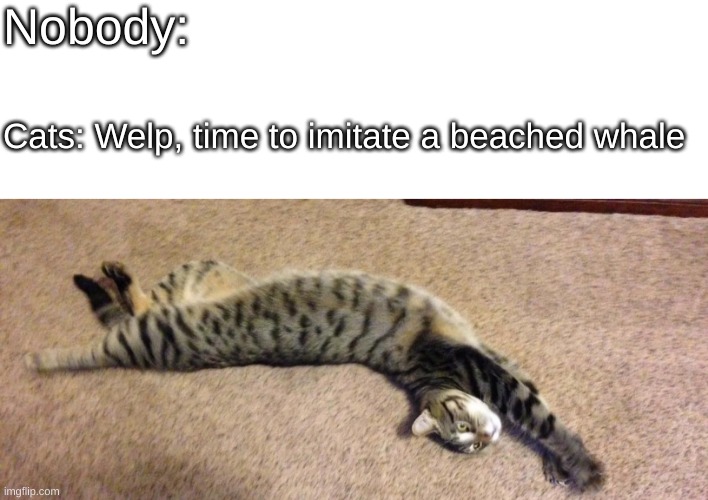 Nobody:; Cats: Welp, time to imitate a beached whale | image tagged in blank white template,breaching cat | made w/ Imgflip meme maker