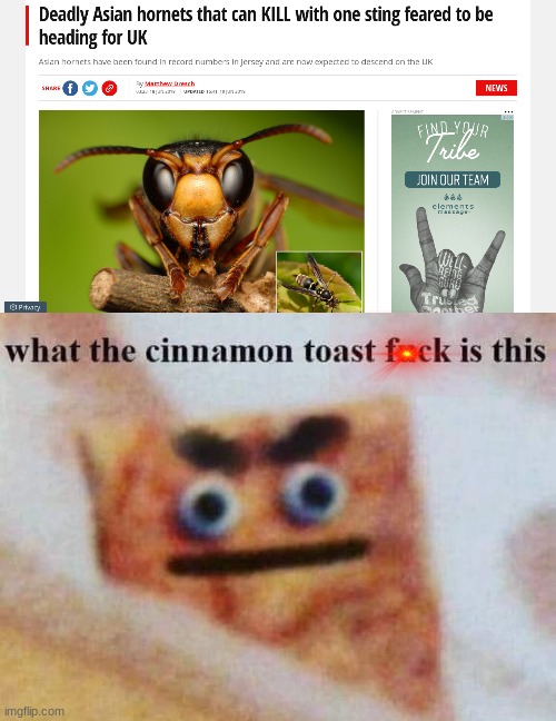 the WHAT. | image tagged in what the cinnamon toast f is this | made w/ Imgflip meme maker