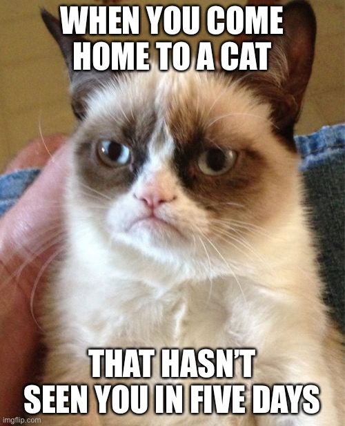 LOL | WHEN YOU COME HOME TO A CAT; THAT HASN’T SEEN YOU IN FIVE DAYS | image tagged in memes,grumpy cat,funny,cats,situations,animals | made w/ Imgflip meme maker