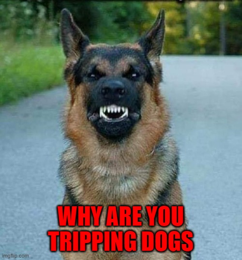 WHY ARE YOU TRIPPING DOGS | made w/ Imgflip meme maker