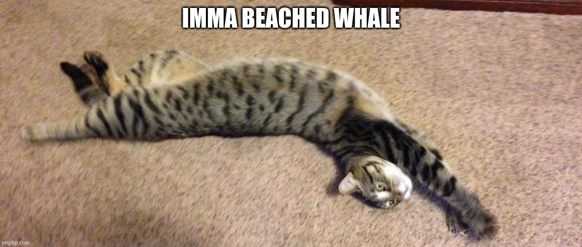 Breaching Cat | IMMA BEACHED WHALE | image tagged in breaching cat | made w/ Imgflip meme maker