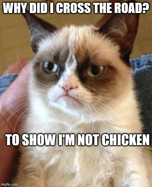 Grumpy Cat | WHY DID I CROSS THE ROAD? TO SHOW I'M NOT CHICKEN | image tagged in memes,grumpy cat | made w/ Imgflip meme maker