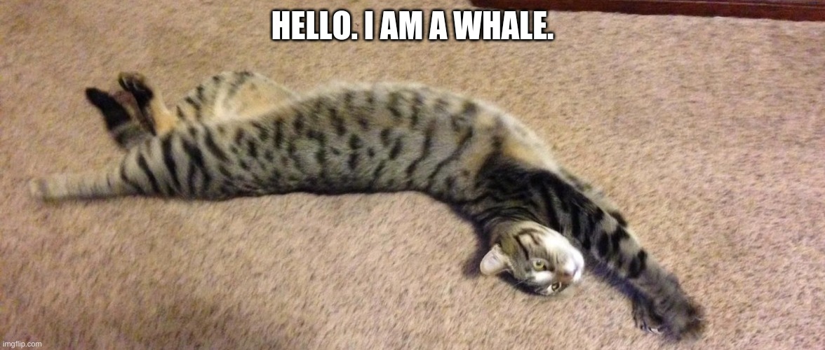 Meow | HELLO. I AM A WHALE. | image tagged in breaching cat | made w/ Imgflip meme maker