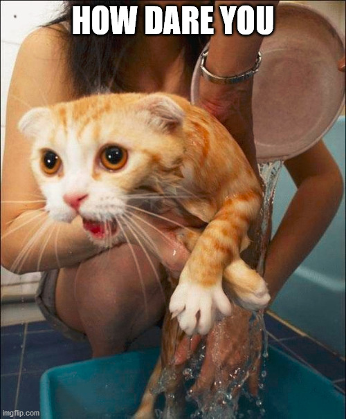 HOW DARE YOU | image tagged in cats | made w/ Imgflip meme maker