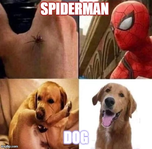 Siahara Shyne MEMES 2020 PC Master | SPIDERMAN; DOG | image tagged in hahaha spiderman bite meme,spiderman peter parker,nooo haha go brrr,hahaha,lol so funny,doge | made w/ Imgflip meme maker
