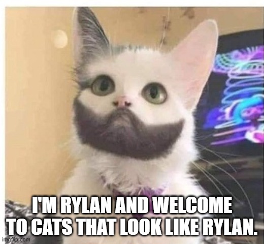 Beard cat | I'M RYLAN AND WELCOME TO CATS THAT LOOK LIKE RYLAN. | image tagged in beard cat | made w/ Imgflip meme maker