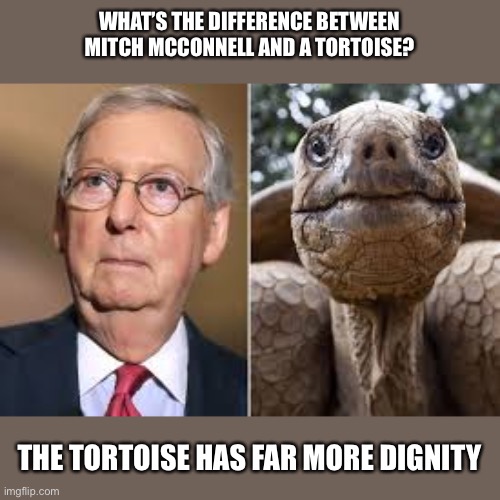 Mitch looks like a tortoise, but that’s where similarities end | WHAT’S THE DIFFERENCE BETWEEN MITCH MCCONNELL AND A TORTOISE? THE TORTOISE HAS FAR MORE DIGNITY | image tagged in mitch mcconnell,tortoise,dignity,scumbag republicans,integrity,none | made w/ Imgflip meme maker