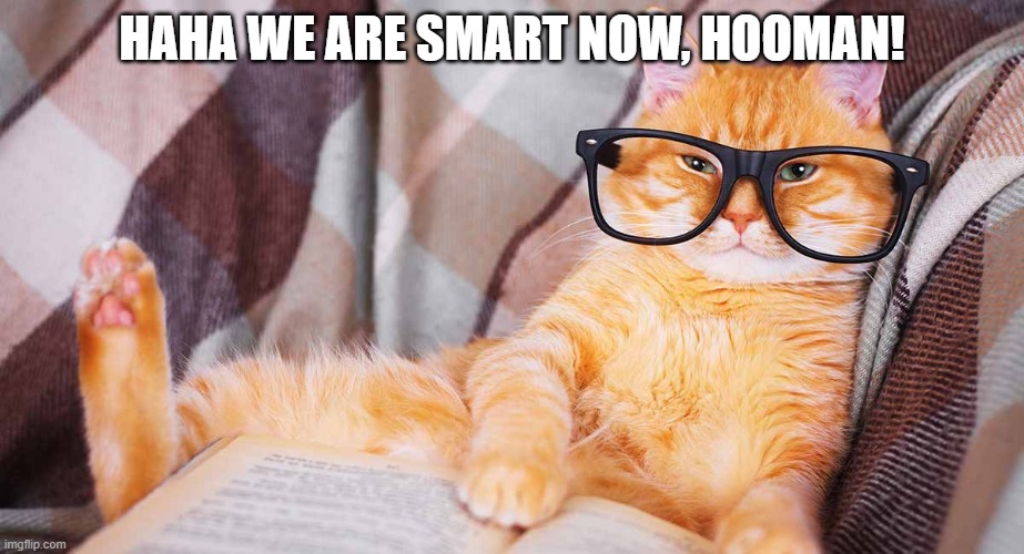 Smart cat | HAHA WE ARE SMART NOW, HOOMAN! | image tagged in smart cat | made w/ Imgflip meme maker