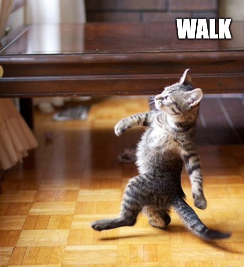 Cat Walking Like A Boss | WALK | image tagged in cat walking like a boss | made w/ Imgflip meme maker